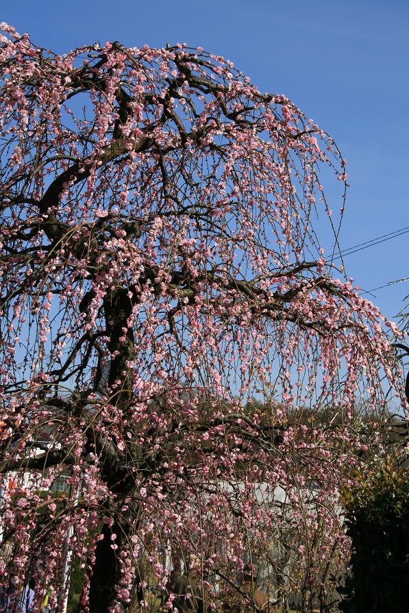 名古屋農業センターのしだれ梅の画像