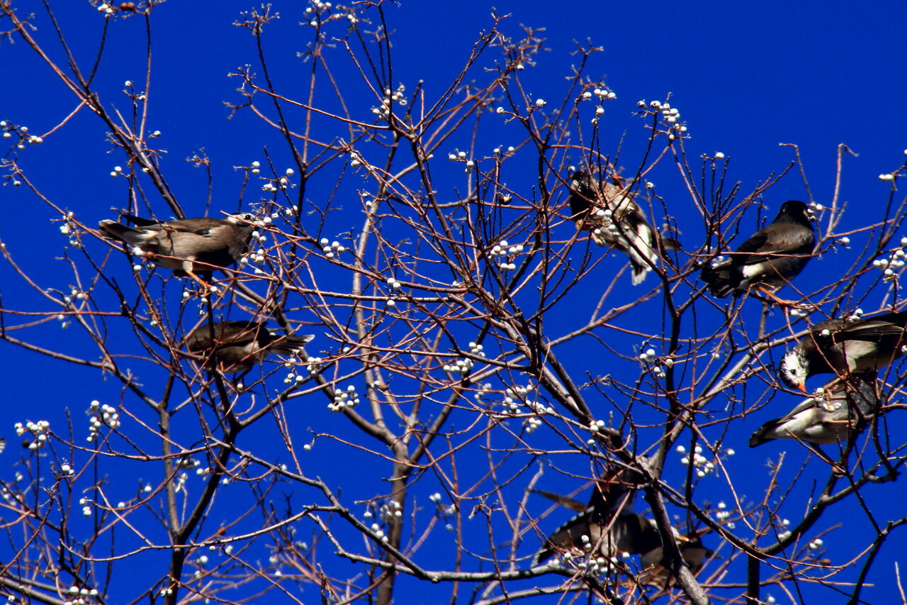 鳥さんの画像