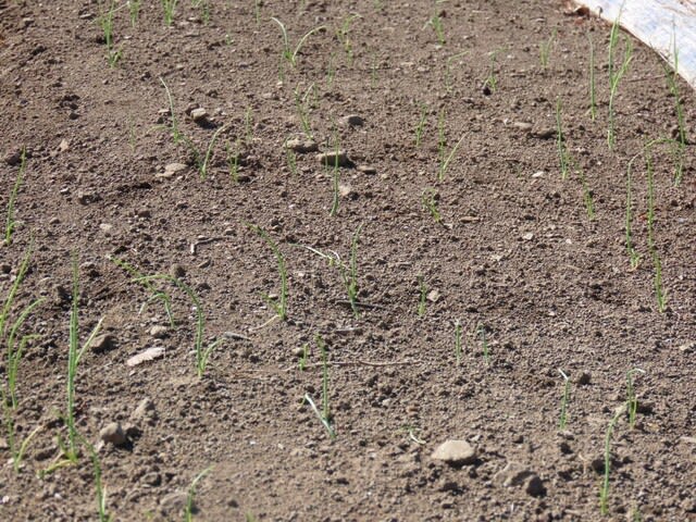 太陽熱土壌処理した畝での直播きタマネギ栽培　2023　大分発芽