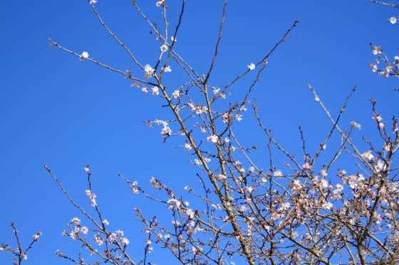 ジュウガツザクラ 十月桜 ズーラシア あさぐブロ フォト日記