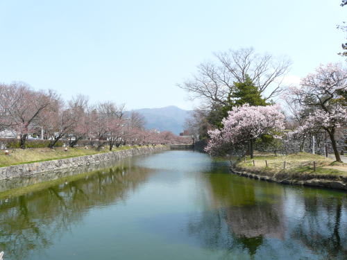 松本城北側のお堀の桜