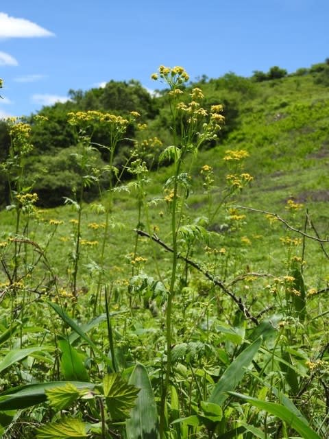 高ボッチ高原・鉢伏山の植物　サワギク（沢菊）