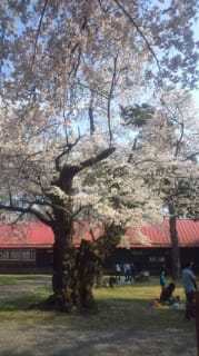 続桜吹雪の長野牧場(  ４月２７日)