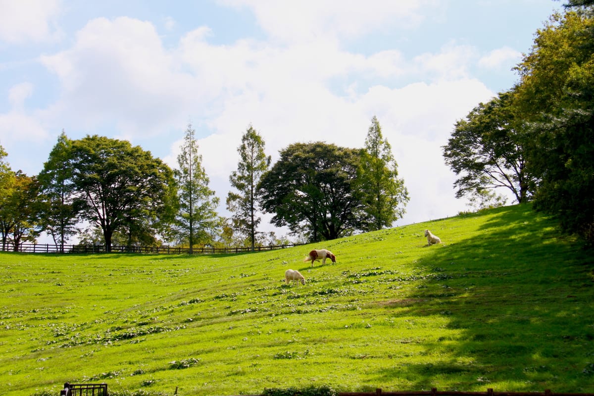 愛知県豊田市 鞍ヶ池公園の英国庭園 自然を求めて近辺ぶらり