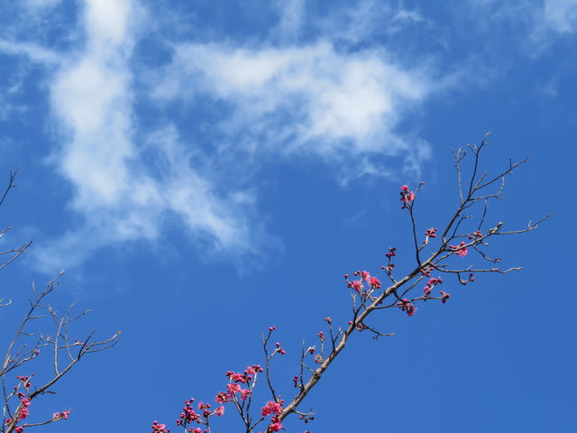 風景印（１０４） 中田中央公園で梅の花を楽しむ ＜仙台袋原郵便局＞ - コツコツ歩き隊！