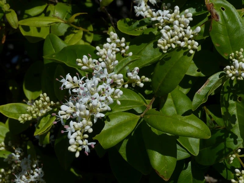 コミノネズミモチ 小実鼠黐 チャイニーズ プリペット Hayashi No Ko コミノネズミモチ 小実鼠黐 チャイニーズ プリペット Hayashi No Ko