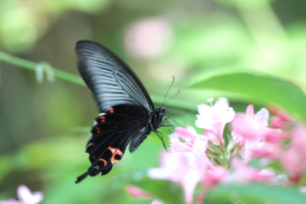 三種類の黒い蝶 クロアゲハ モンキアゲハ ジャコウアゲハ 自然を求めて近辺ぶらり
