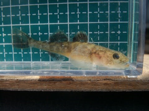 淡水魚ギャラリー 3 琵琶湖固有種イサザ お気楽忍者のブログ 弐の巻