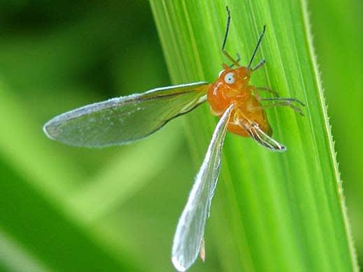 ぐんま昆虫の森 ラブリーな虫を見つけて暑さ忘れる グッドぐんま 2 ぐんま昆虫の森 ラブリーな虫を見つけて暑さ忘れる グッドぐんま 2