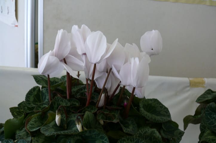 P3170202a
