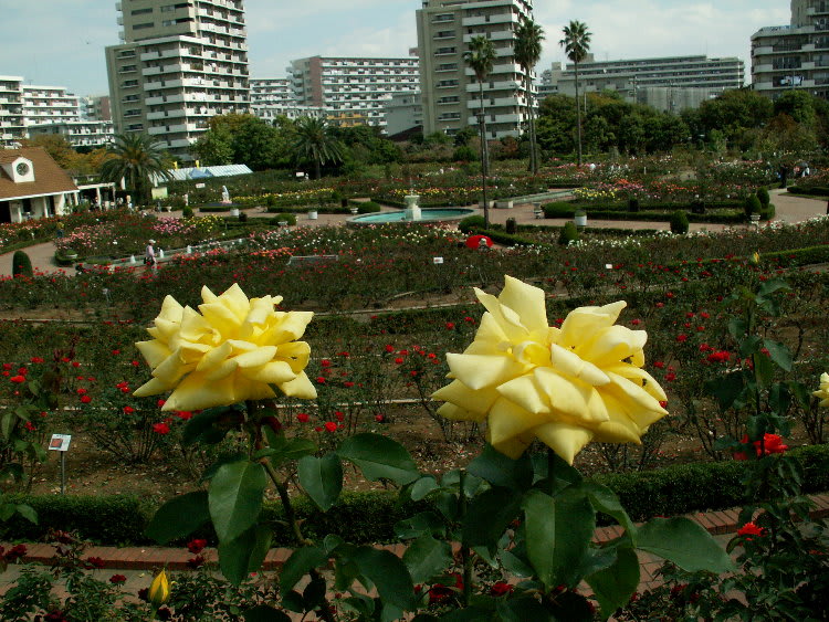 マルコポーロ 黄金の薔薇 花の公園 俳句 ｉｎｇ