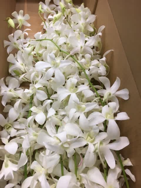 7月26日 切り花入荷 蘭いろいろ ビックフラワー環八荻窪店のお花屋さんブログ