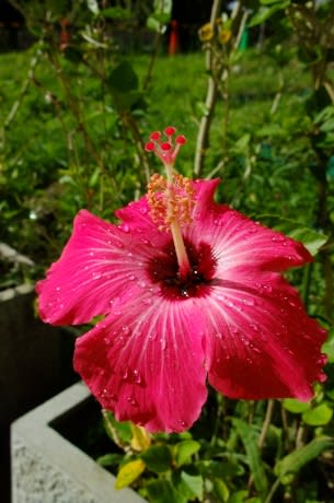 ハイビスカス 夏を代表するイメージの花は7月23日の誕生花 Aiグッチ のつぶやき