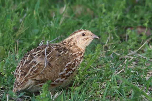 ウズラ 野鳥録 北総バード