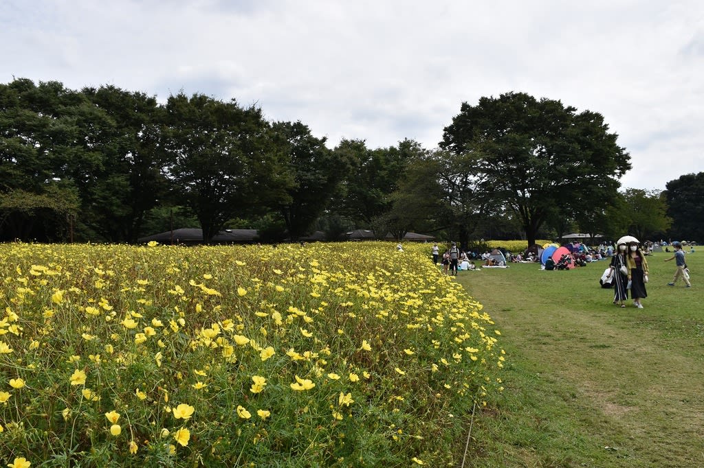 年 東京都立川市昭和記念公園 のブログ記事一覧 花を探して ぶらり 一人旅