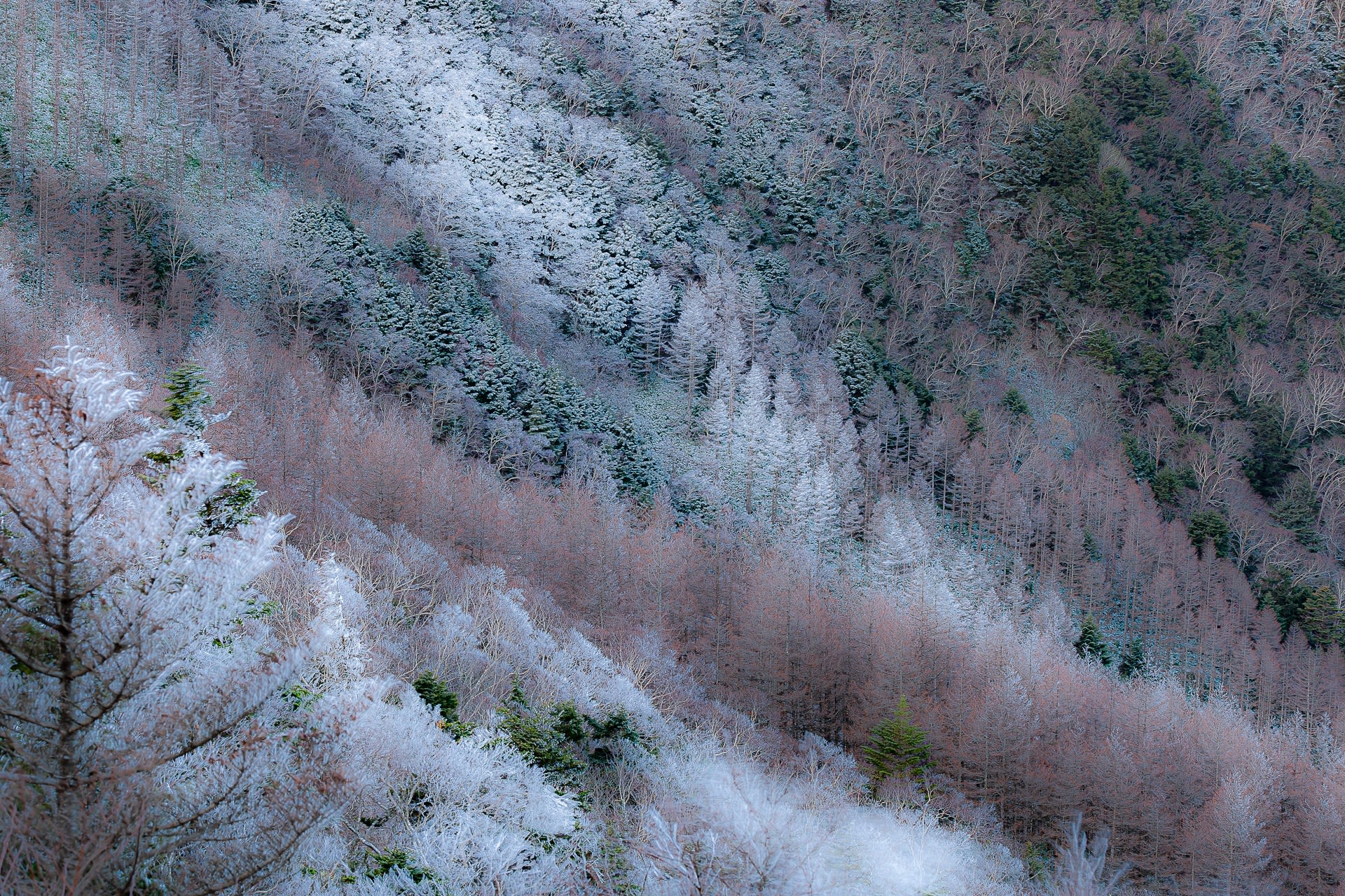 美ヶ原高原の霧氷の写真