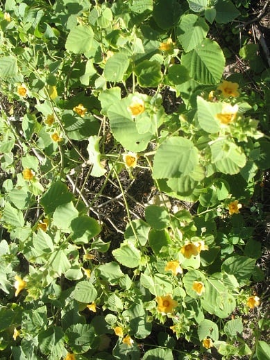 イリマの花 あれこれ 森出じゅんのハワイ生活