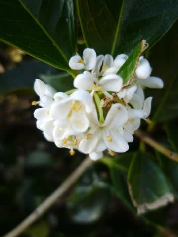 金木犀にちょっと遅れて咲く 柊木犀 ひいらぎもくせい 花 華 Hana