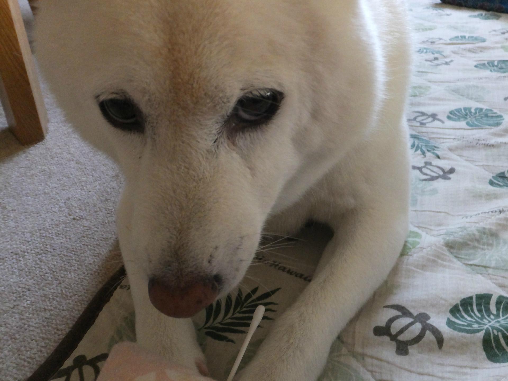 怒ると ホントはとっても怖い 愛ちゃん 白柴犬 愛のおてんば日記 怒ると ホントはとっても怖い 愛ちゃん 白柴犬 愛のおてんば日記