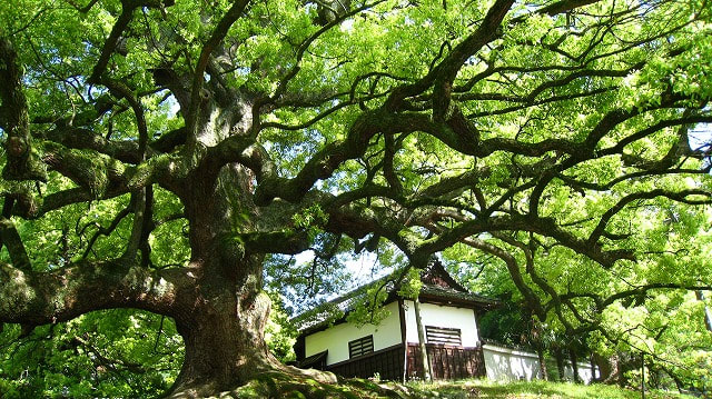 青蓮院門跡 国宝 青不動明王 2009/05/14 - 京の四季 名勝散策 写真集 青蓮院門跡 国宝 青不動明王 2009/05/14 - 京の四季 名勝散策 写真集