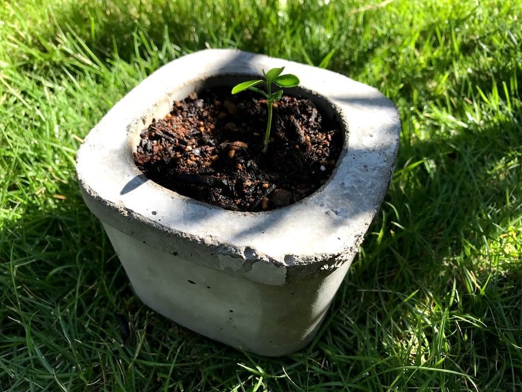 今年の夏休みの宿題 簡単で安上がり モルタルで植木鉢を作ってみる 天馬空を行く 今年の夏休みの宿題 簡単で安上がり モルタルで植木鉢を作ってみる 天馬空を行く