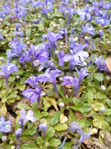 ヒメキランソウ他 あいあいの石垣花通信 ヒメキランソウ他 あいあいの石垣花通信