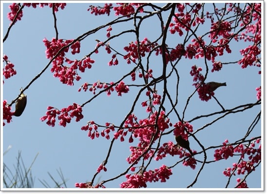 綺麗に咲き始めた寒緋桜に遊ぶメジロさん達