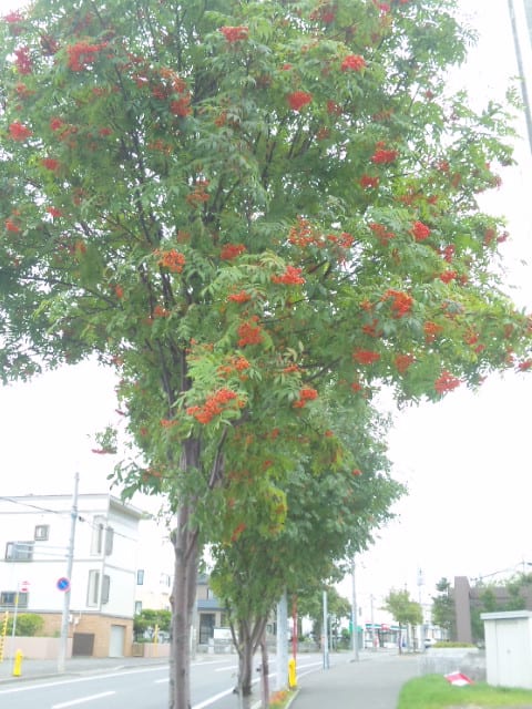 街路樹　ナナカマド