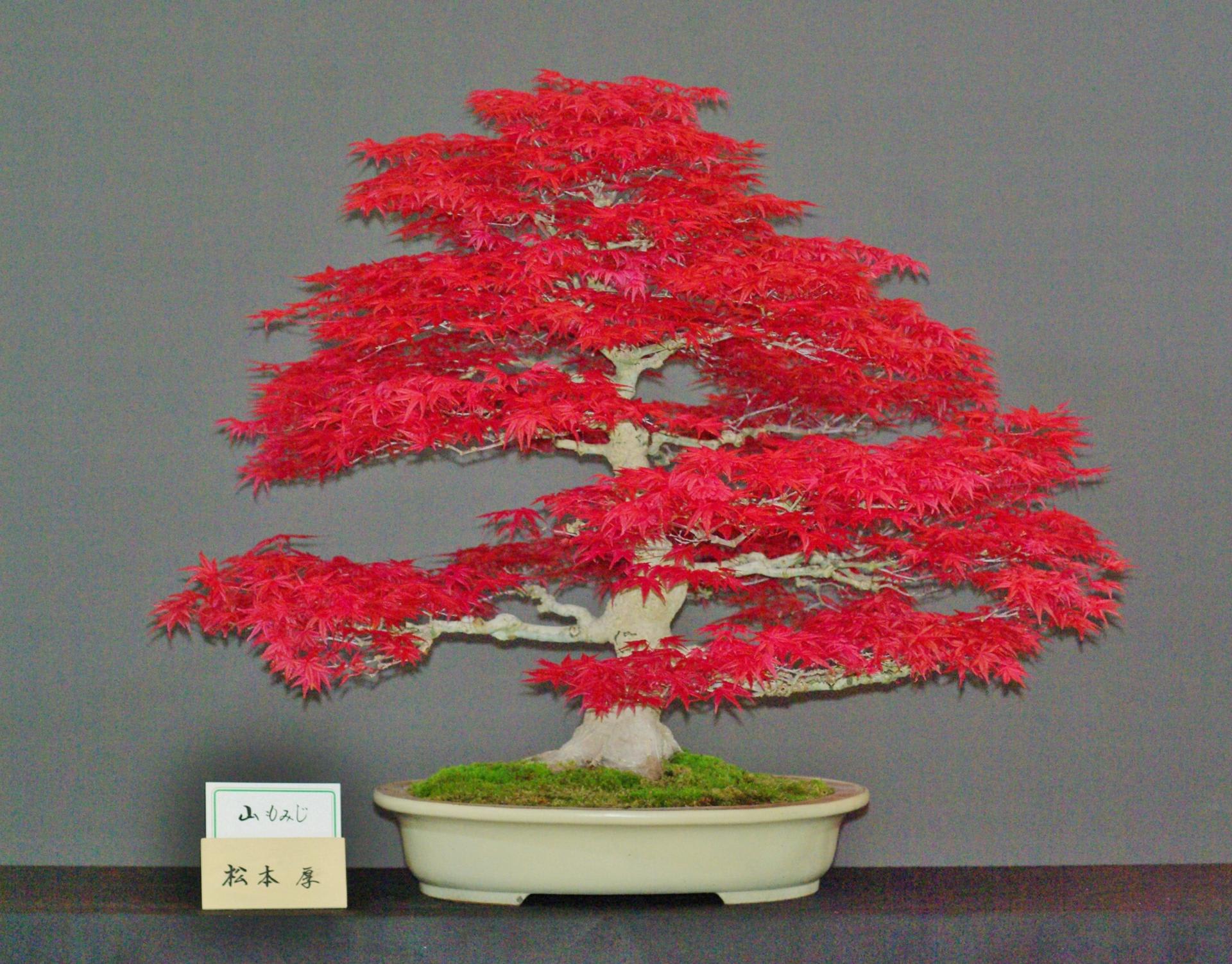 作品集 その7 釧路 盆栽会