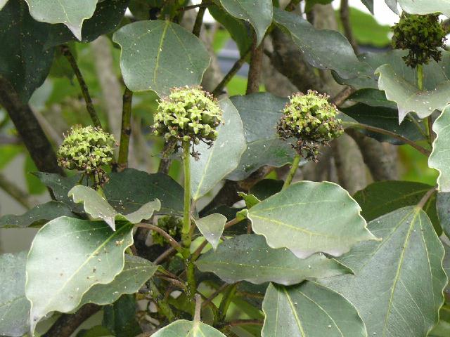 カクレミノ（隠蓑） - peaの植物図鑑