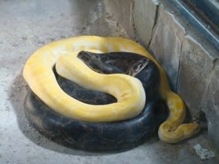 突然変異のヘビ 円山動物園より リセット整体まるたけにようこそ 札幌市厚別区 突然変異のヘビ 円山動物園より リセット整体まるたけにようこそ 札幌市厚別区