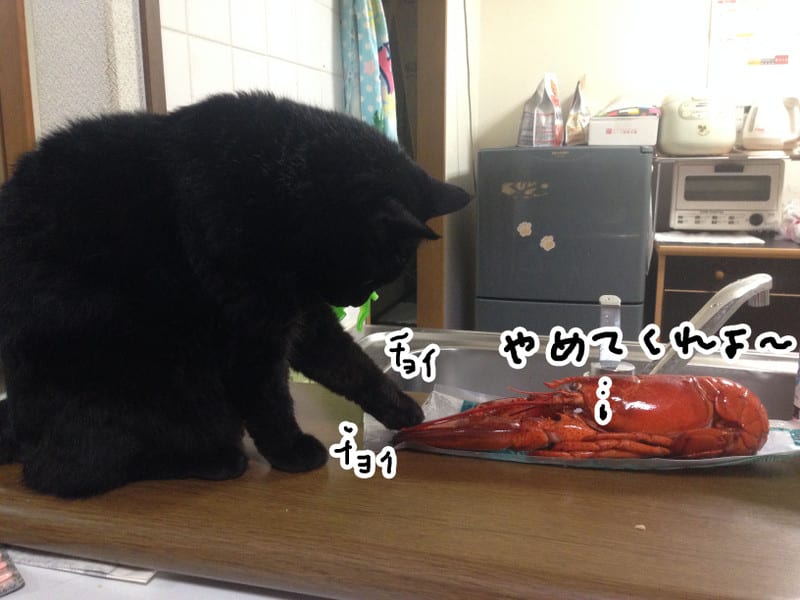 オマール君が来た 病院の猫日記