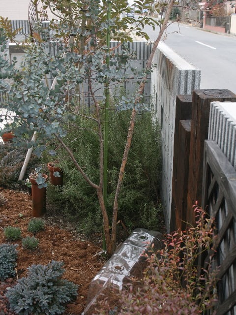 二股樹形の限界と花粉症対策 Olive Gardening過去ログ倉庫