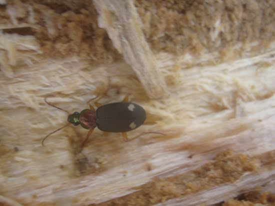 材割りで見つけた甲虫 昆虫採集記