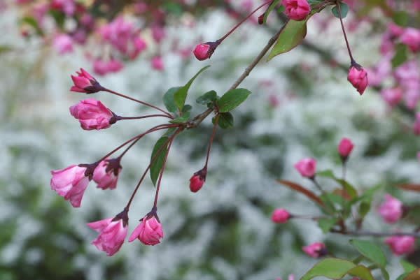 ハナカイドウ 桜のあとに咲くバラ科の花は2月7日の誕生花 Aiグッチ のつぶやき Post Like Ai Tweets