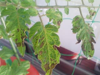 ミニトマトの葉の黒い斑点は続く 太陽電池と水耕栽培と Season 11