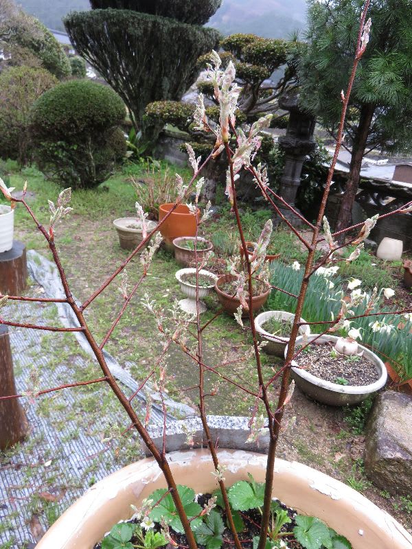 ジューンベリーの花芽 つららな感じに