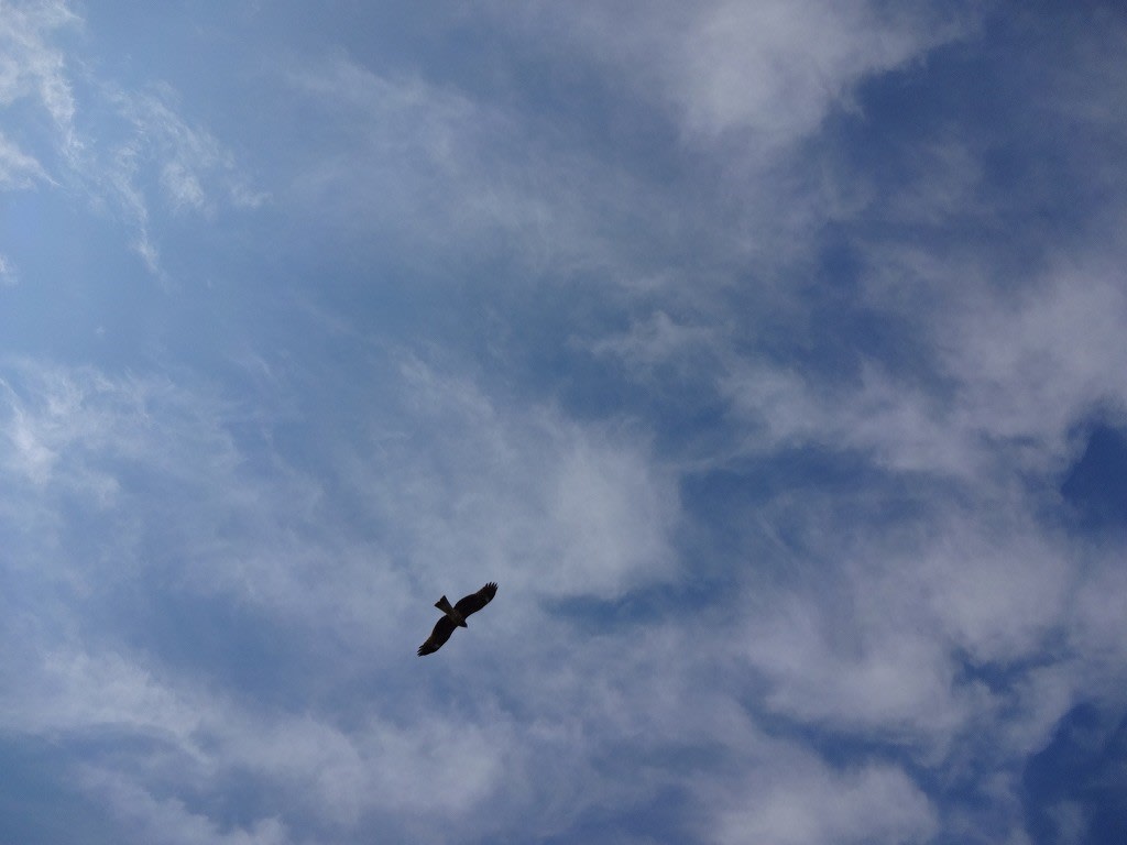 空を飛ぶ鳥のように フォトdiary 空を飛ぶ鳥のように フォトdiary