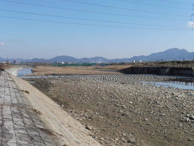 石川化石木 新たな発見 2017 2 28 富田林百景 とんだばやし とその周辺の魅力を発信 石川化石木 新たな発見 2017 2 28 富田林百景 とんだばやし とその周辺の魅力を発信