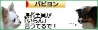 にほんブログ村 犬ブログ パピヨンへ