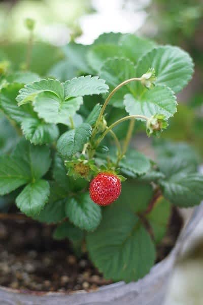 嬉し楽し 秋いちご やさしい嘘と贈り物