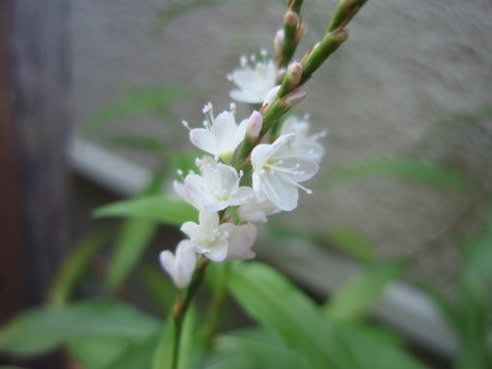 小さなかわいい花 サクラタデやオキザリス Haruの庭の花日記 Haru S Garden Diary