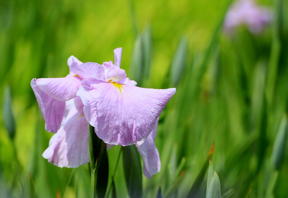 油ヶ淵公園の花しょうぶの画像