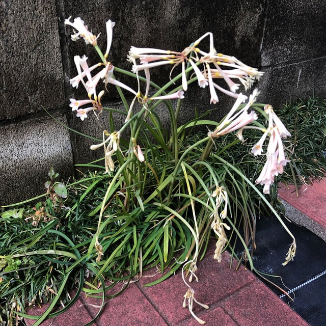 バイカウツギ 梅花空木 の剪定 アルママの気まぐれ日記