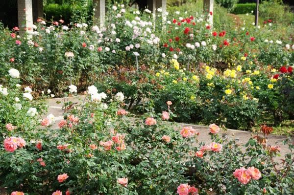 21年10月15日 金 の 都立神代植物公園 と 深大寺 4 Matsumo S Blog Ii 写真 旅行