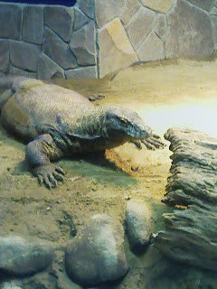 コモドドラゴン