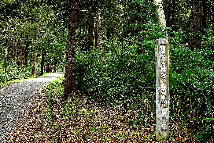 笹ヶ峰高原 昆布が美味い 笹ヶ峰高原 昆布が美味い