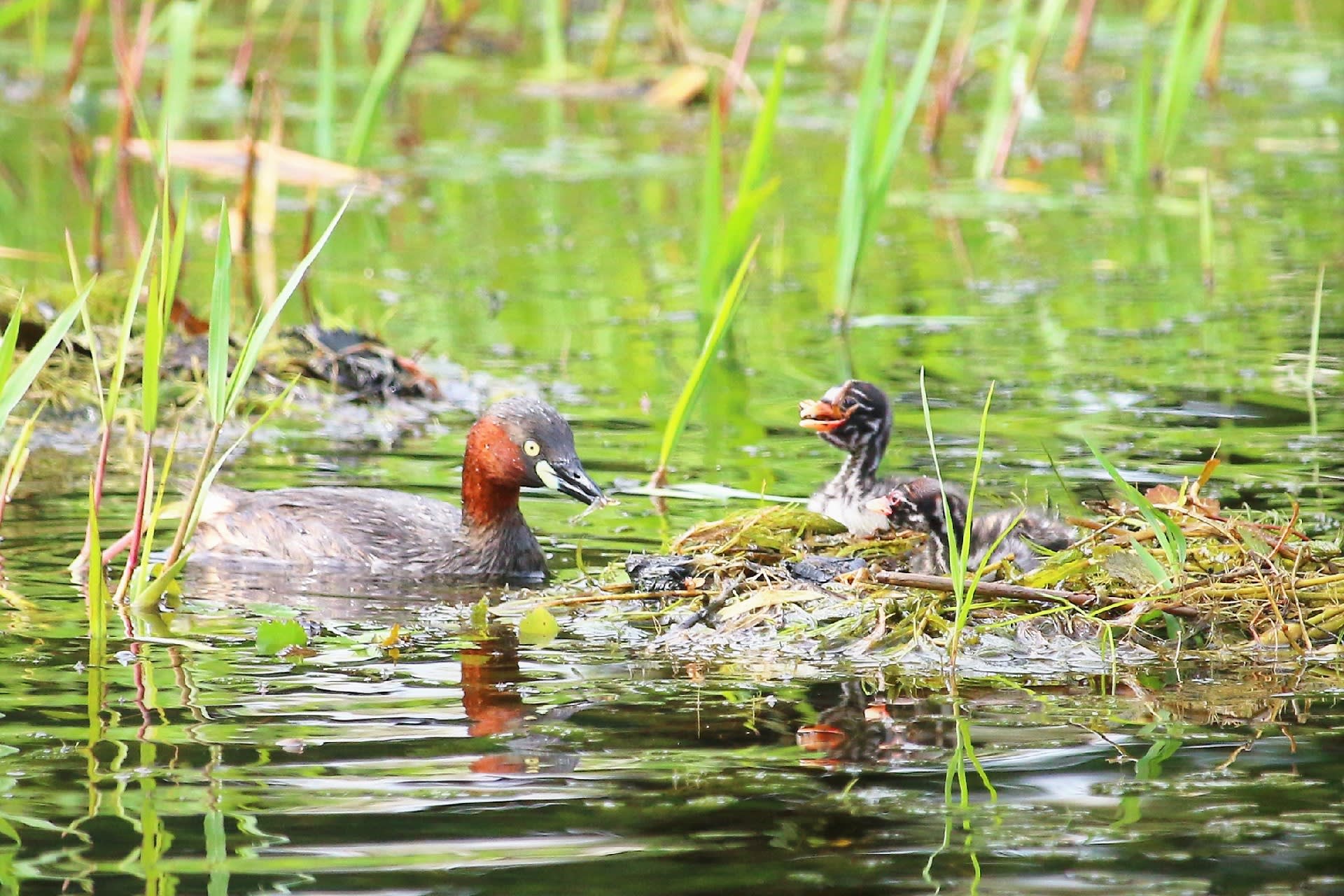 カイツブリ親子 ・・・ 6月24日 深北緑地公園で - 気まぐれ春夏秋冬
