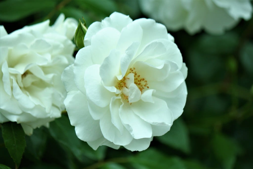5月の薔薇 白薔薇 Atakaの趣味悠久