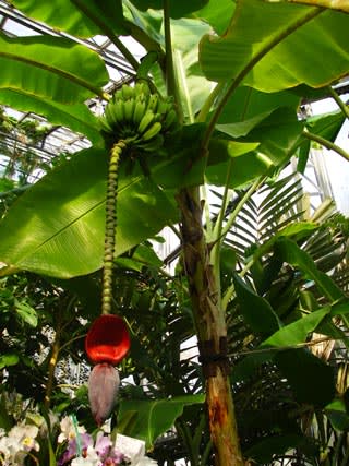 筑波実験植物園 バナナの花 おさんぽスケッチ にじいろアトリエ 水彩 色鉛筆イラスト スケッチ